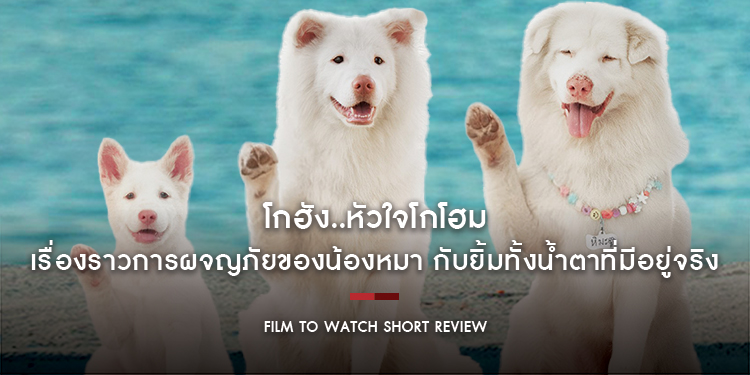 โกฮัง..หัวใจโกโฮม : เรื่องราวการผจญภัยของน้องหมา กับยิ้มทั้งน้ำตาที่มีอยู่จริง | Film to Watch Short Review